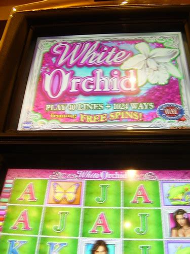 wild orchid slots free download